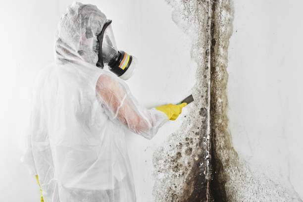 Best Mold Removal Near Me  in Garfield, NJ