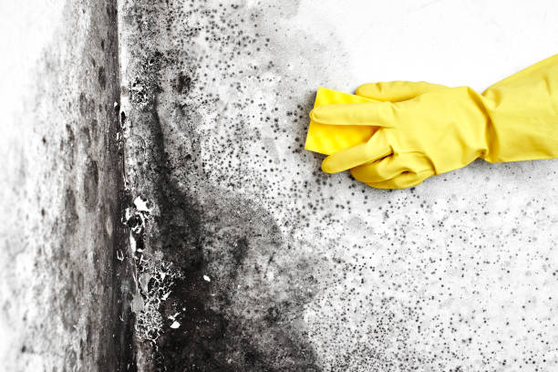 Best Mold Cleaning Services  in Garfield, NJ