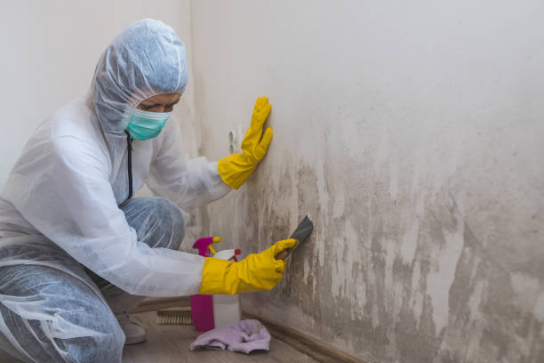 Best Black Mold Removal  in Garfield, NJ