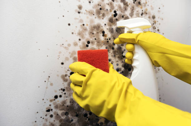 Best Certified Mold Removal  in Garfield, NJ