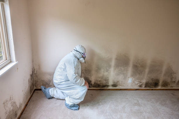 Best Local Mold Removal Service  in Garfield, NJ