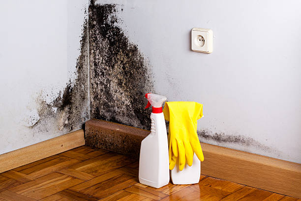 Best Mold Removal Company Near Me  in Garfield, NJ