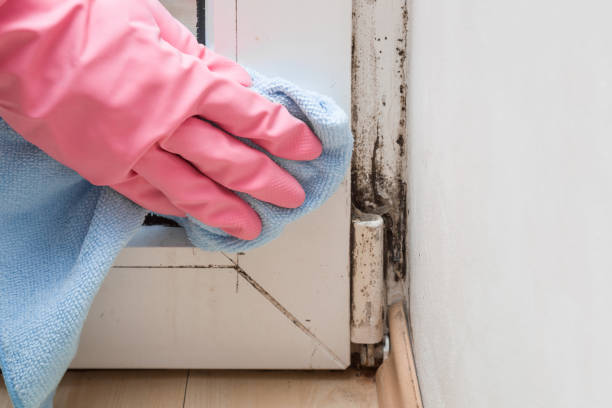 Office Mold Removal Services in Garfield, NJ