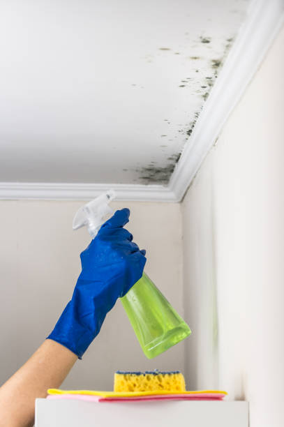 Best Same-Day Mold Removal  in Garfield, NJ